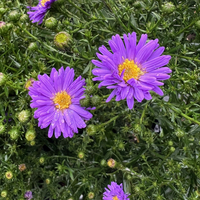 Aster Autumn Jewels 'Sapphire'